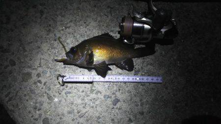 メバリング　ＮＯ．２